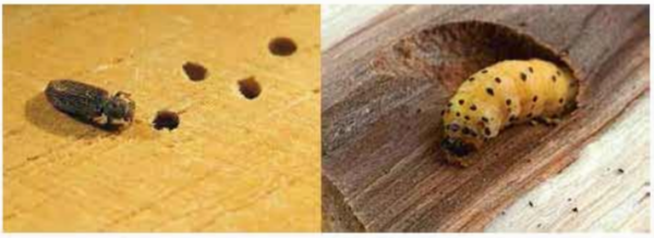 কাঠ ও টিম্বার