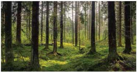 কাঠ ও টিম্বার